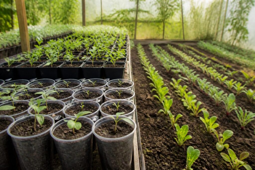 découvrez les avantages du semis en godet et en place pour réussir vos plantations. conseils pratiques pour choisir la meilleure méthode selon vos cultures et conditions.